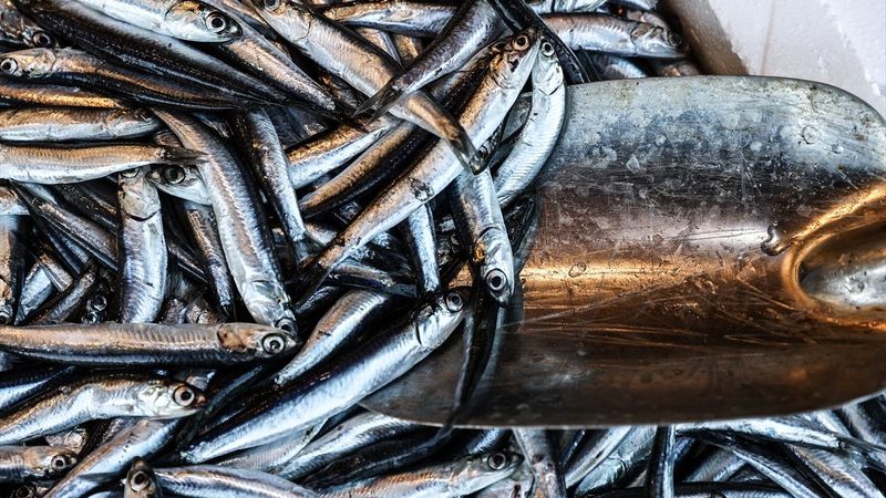 Hamsi yasağının biteceği tarih belli oldu