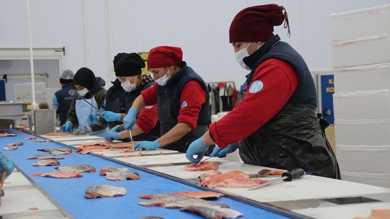 Karadeniz somonu, en çok Rusya'ya ihraç edildi