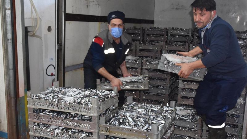 Karadeniz'deki av yasağından sonra hamsiyi Egeli balıkçılar sahiplendi