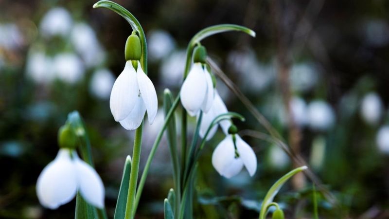 Manisa'da kardelen çiçeğini koparmanın cezası belli oldu