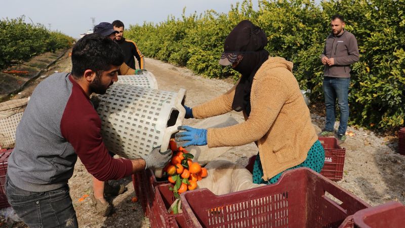 Adana’da bahçeden çıkan narenciye büyükşehirlerde 3-4 katına satılıyor