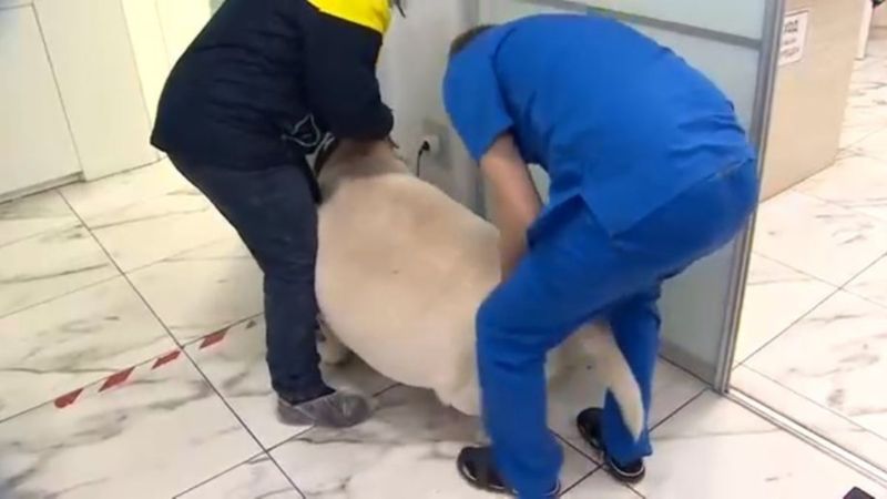 Rusya'da 87 kilo olan köpek zayıflatılacak
