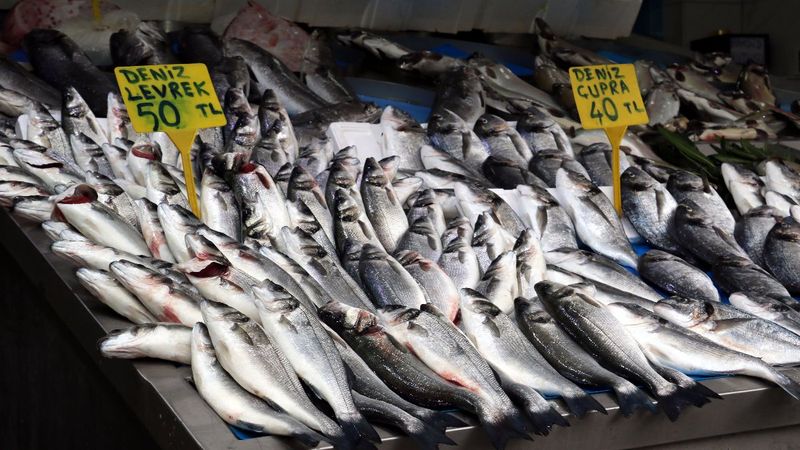 Karadeniz'de yükselen sıcaklık, balıkların boy ve göç yollarını değiştirdi