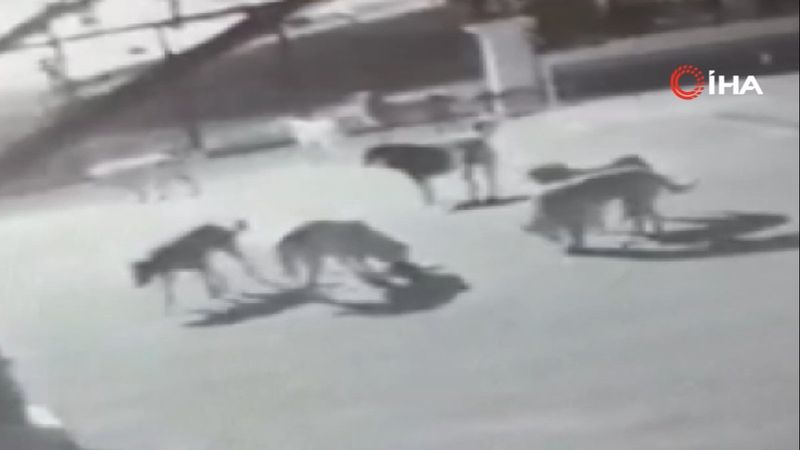 Ankara'da köpeklerin saldırısına uğrayan kedi kaçamadı