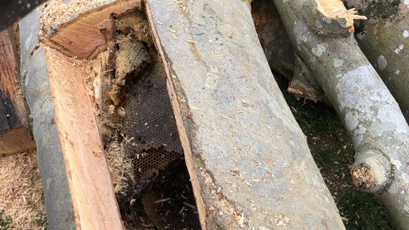 Sakarya'da kesilen ağacın içinden bal çıktı