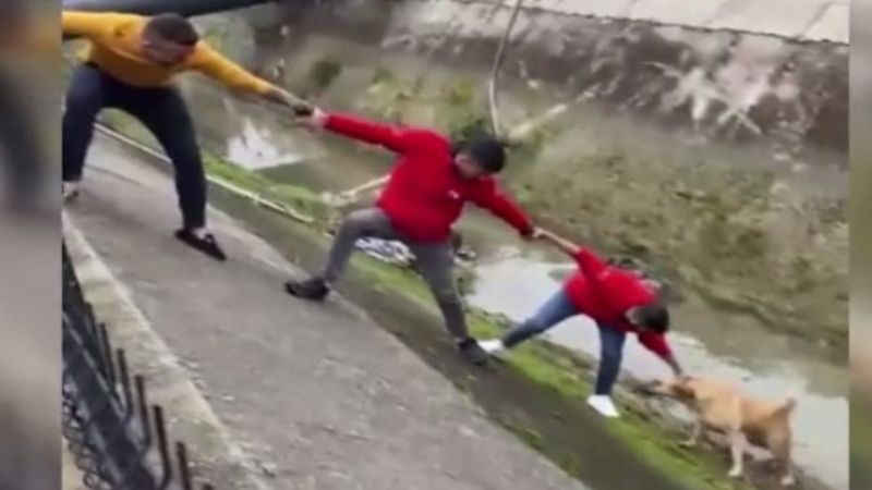 Antalya'da kanala düşen köpek imece usulü kurtarıldı