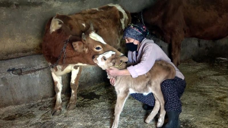 Van'da ölümü beklenen buzağı, annesiyle kavuştu