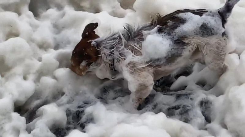 İngiltere’deki köpek, köpüren denizde oyun oynadı