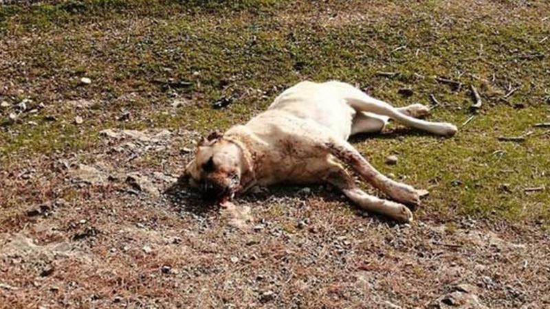 Sakarya'da zehirli balık kafası yiyen 8 köpek telef oldu