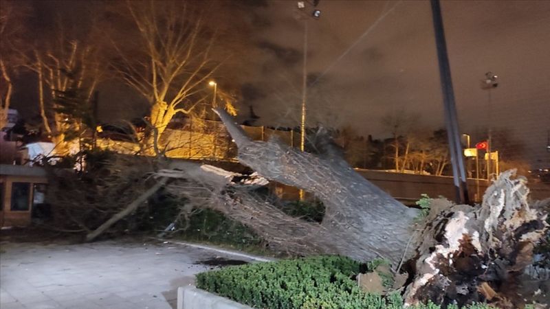 İstanbul'da rüzgar asırlık çınarı devirdi