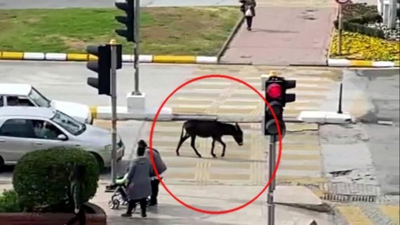 Aydın caddelerinde yürüyen sıpa