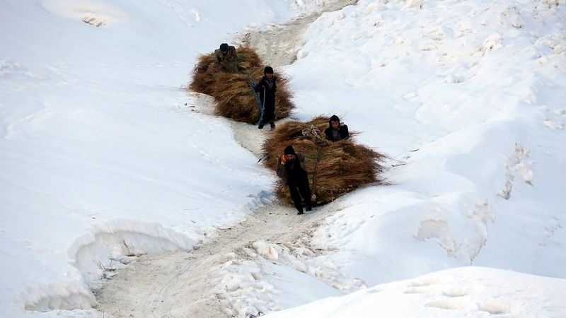 Hakkari'de hayvanları için karlı dağlardan kızakla ot getiriyorlar