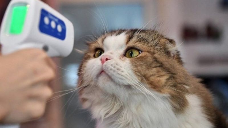 Kediler insanlardan bıktı