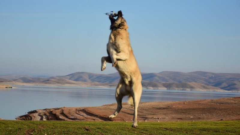 Tunceli'de Kangal, 5 metre yükseklikteki drone'u yakaladı