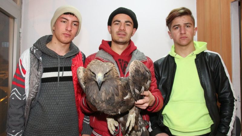 Erzurum'da kanadından vurulan kartal tedavi edildi
