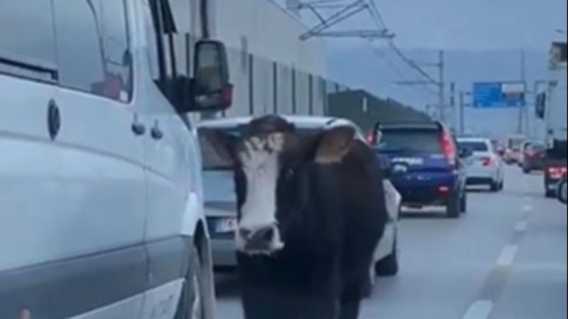 Bursa'da bir dana, trafiğe çıktı