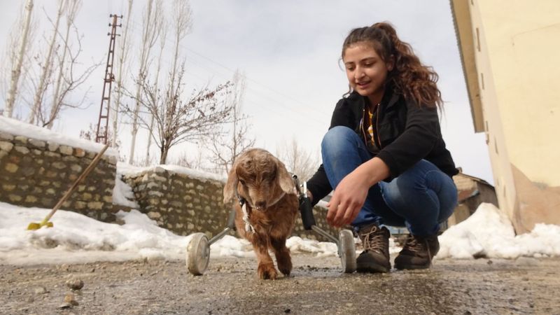 Hakkari'de evde bakılan hasta oğlağa, protez bacak yapıldı