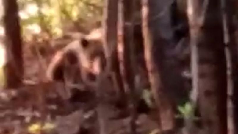 Rize'de korku dolu ayı kurtarma operasyonu kamerada