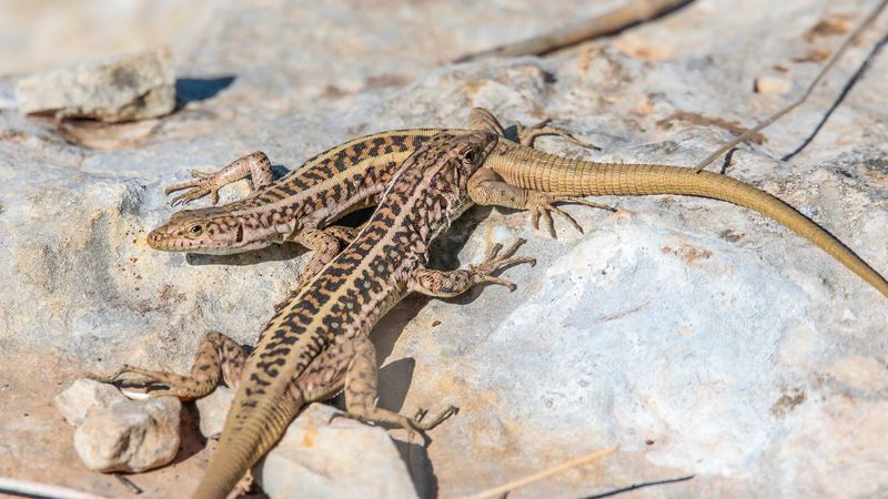 Güneydoğu'da küresel ısınma, sürüngenlerin üremesini erkene aldı