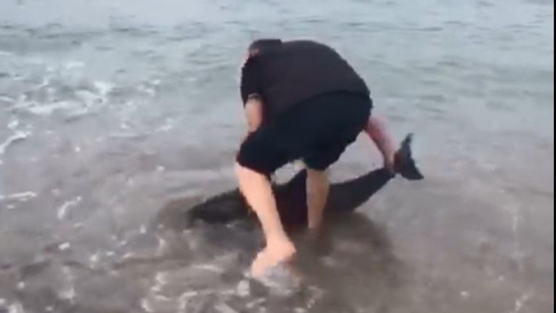 Sinop'ta karaya vuran yunusu hayata döndürdü