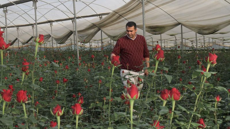 Kırmızı gül serada 2,5 lira, çiçekçide 20 lira