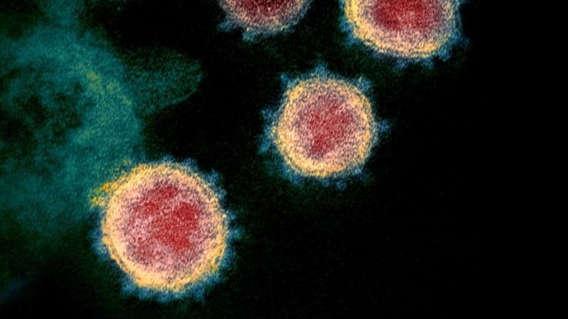 Dünyadaki bütün koronavirüslerin çapı hesaplandı