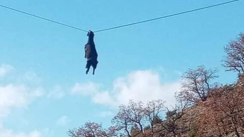 Sinop'ta boynuzu tellere takılan keçi kurtarıldı