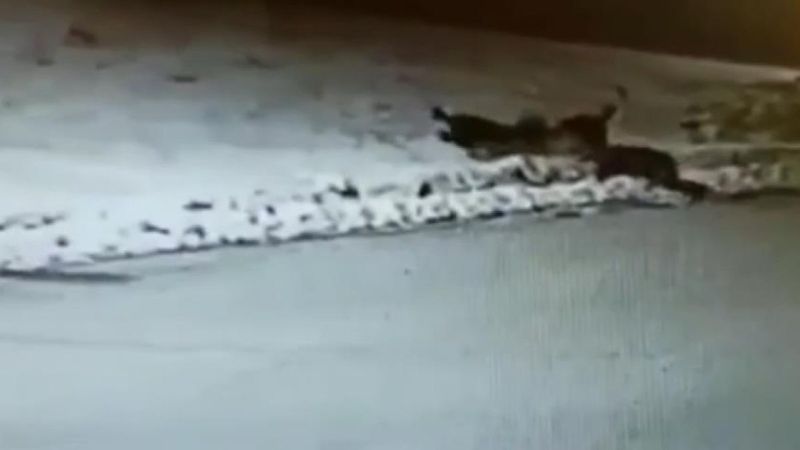 Erzincan'da ilçe merkezine inen aç kurtlar, köpeği boğdu