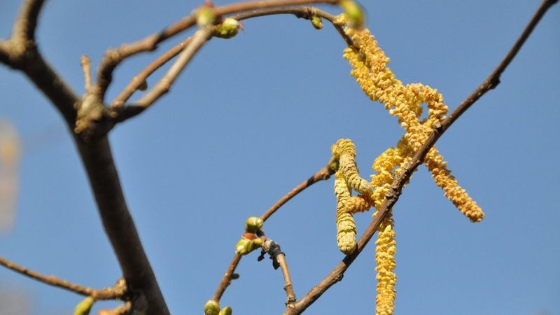Ordu'da hava değişimi fındığı etkiledi