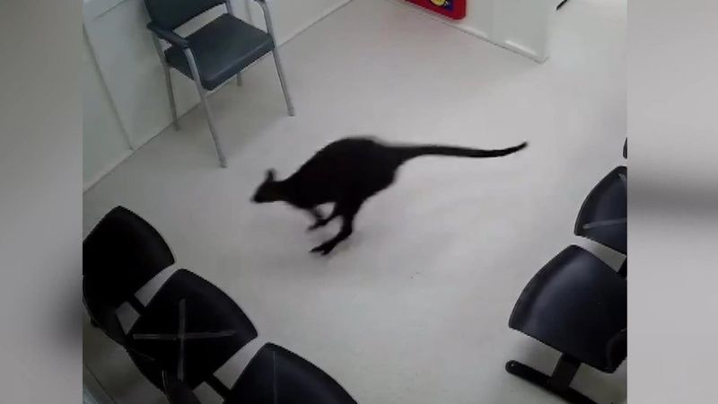 Avustralya'da hastaneye giren kanguru