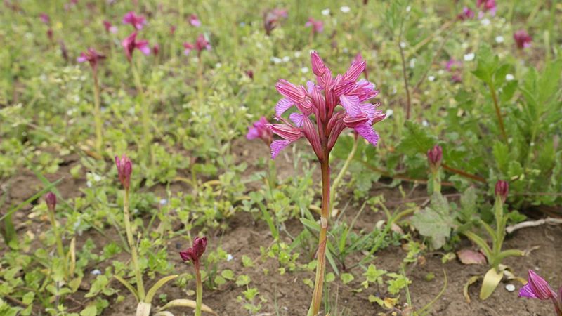 Samsun'da izinsiz orkide toplamak pahalıya patladı
