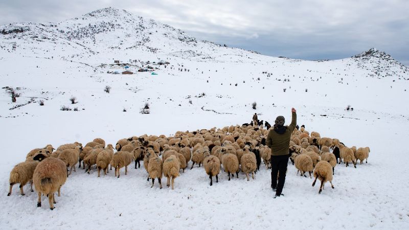 Tunceli'de, çobanların karda zorlu mesaisi