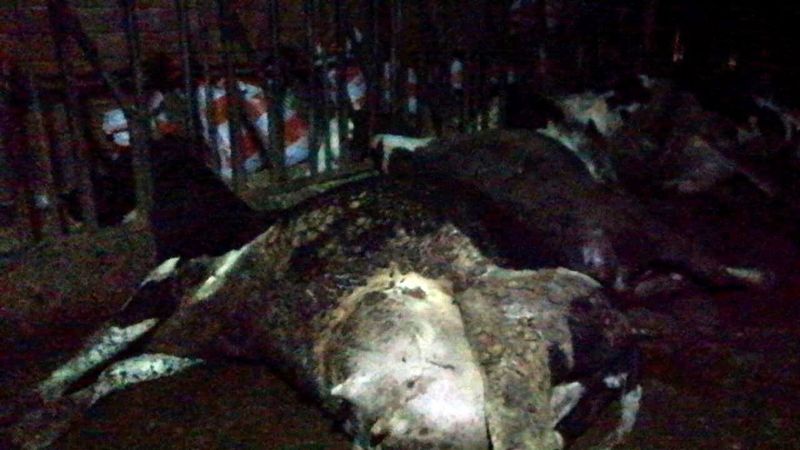 Çanakkale’de elektrik çarpan inekler telef oldu