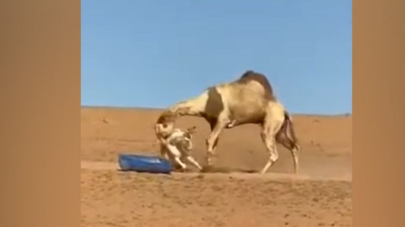 Eşeğe hayatının dersini veren deve