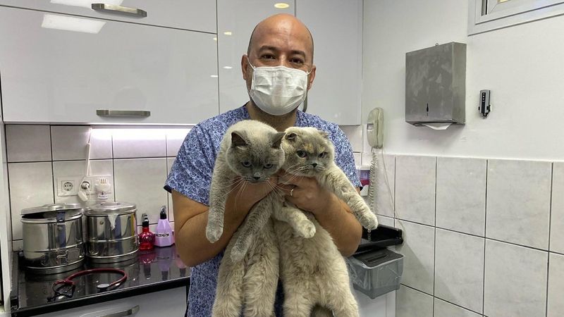 İzmir'de pandemi, kedilerin psikolojisini bozdu