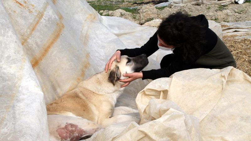 Antalya'da köpeği vurulan kadın, vurulmakla tehdit edildi