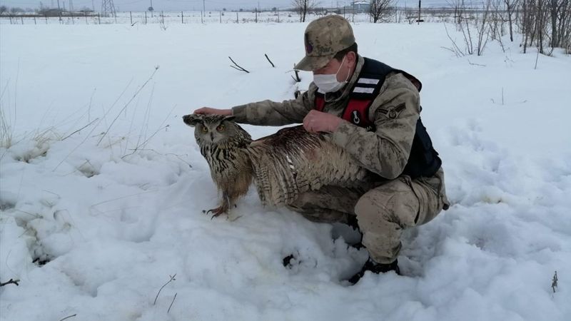 Malatya'da jandarma yaralı puhu buldu