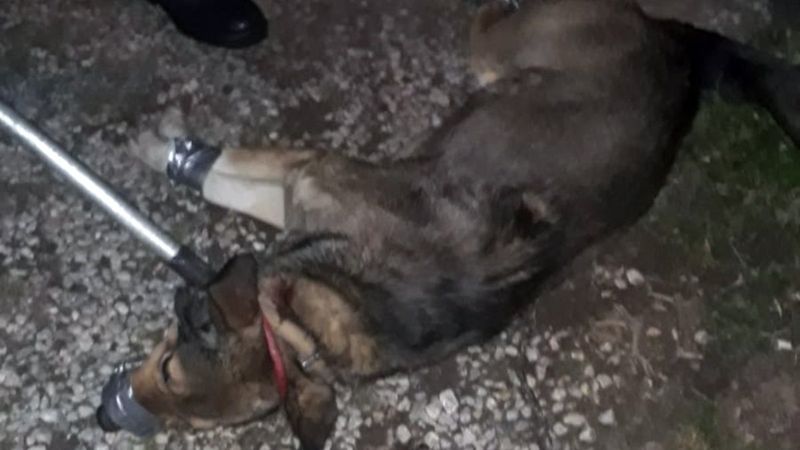 Kurt köpeğinin saldırısına uğrayan vatandaşı jandarma kurtardı