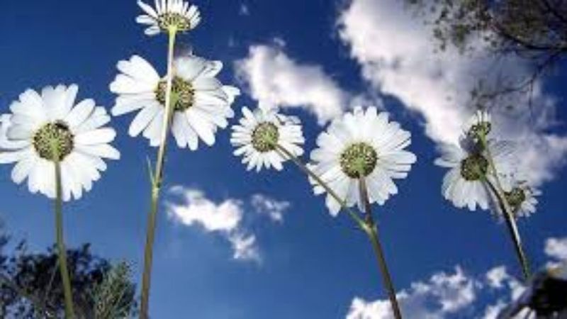 Baharı müjdeleyen ilk ’cemre’ havaya düştü