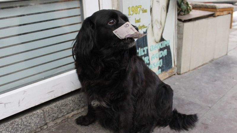 Ankara'da sahibinden aldığı parayla alışveriş yapan köpek 'Zeytin'