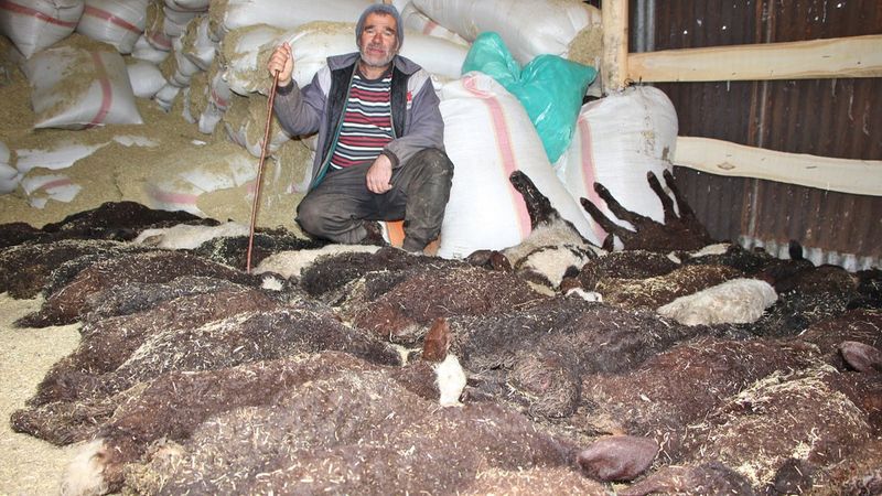 Bingöl'de besicinin 95 kuzusu bir gecede telef oldu