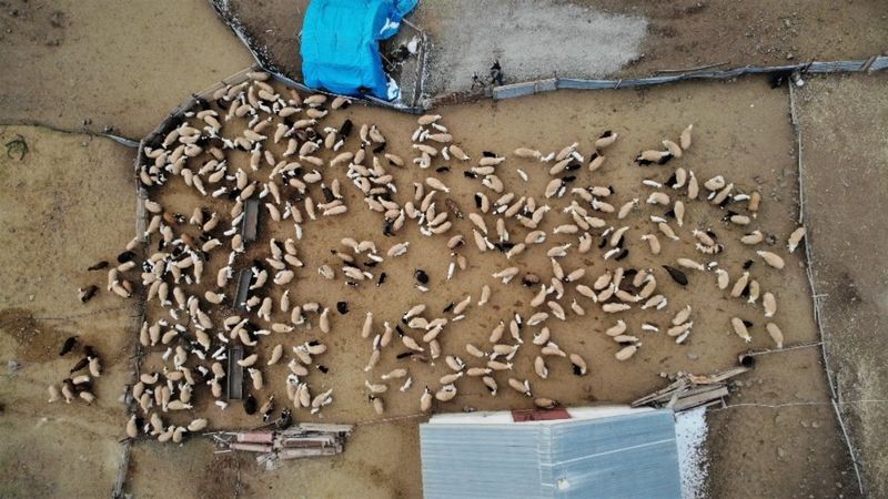 Elazığ'da yüzlerce kuzunun annesine kavuşma anı