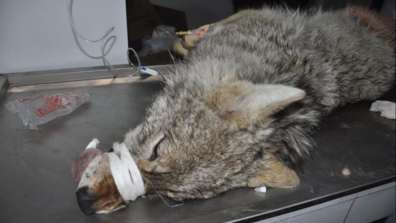 Hakkari'de şehre inen kurt yakalandı