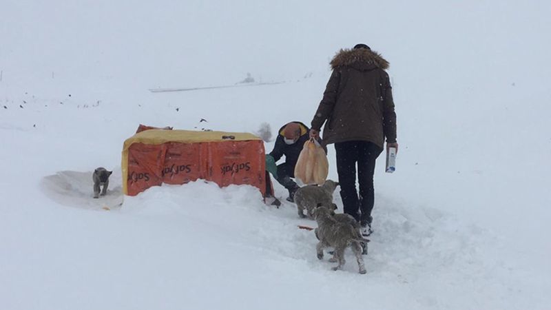 Bingöl'de yol kenarındaki yavru köpekler için kulübe yaptılar