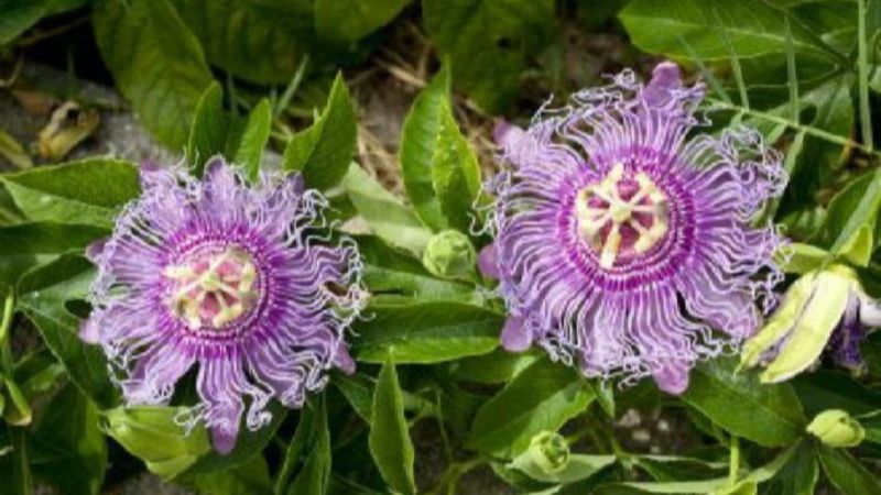 Passiflora ( Çarkıfelek bitkisi) nedir, faydaları nelerdir? Passiflora ne işe yarar?