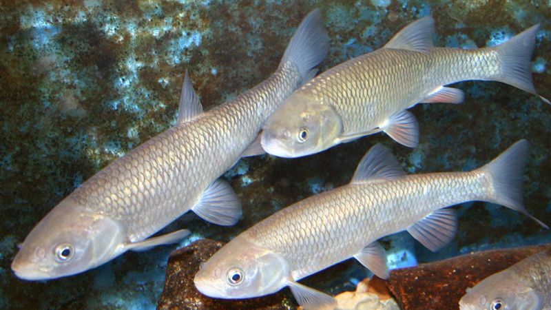 Araştırmacılar: İnsanlar, tatlı su balıklarının neslini tüketiyor