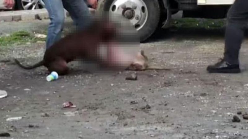 İstanbul'da tasmasız gezdirilen pitbull cinsi köpek kediye saldırdı