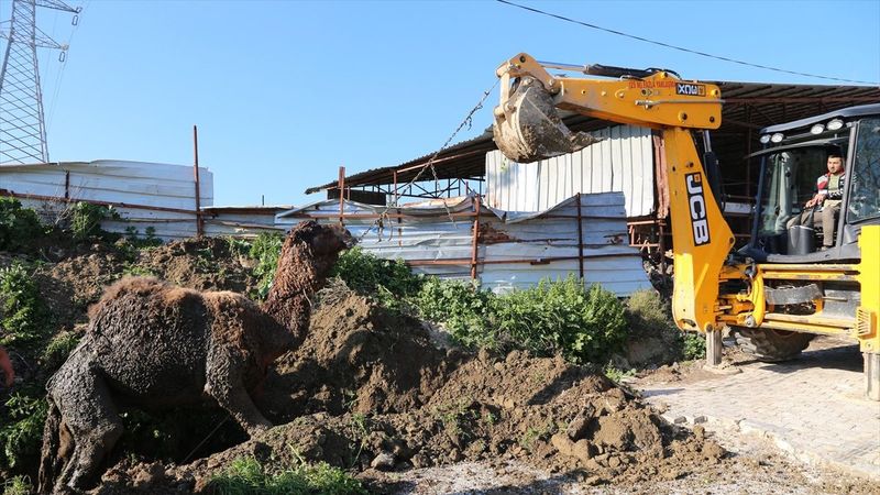 Hatay'da su kanalına düşen deve kurtarıldı