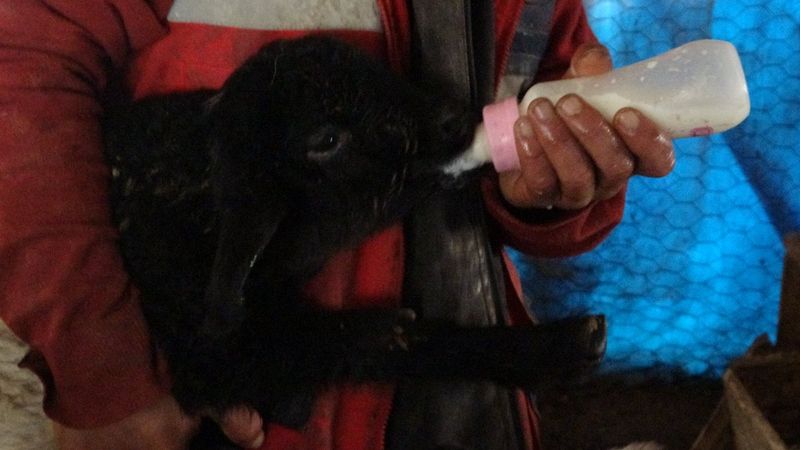 Muş'ta anneleri telef olan kuzular biberonla besleniyor