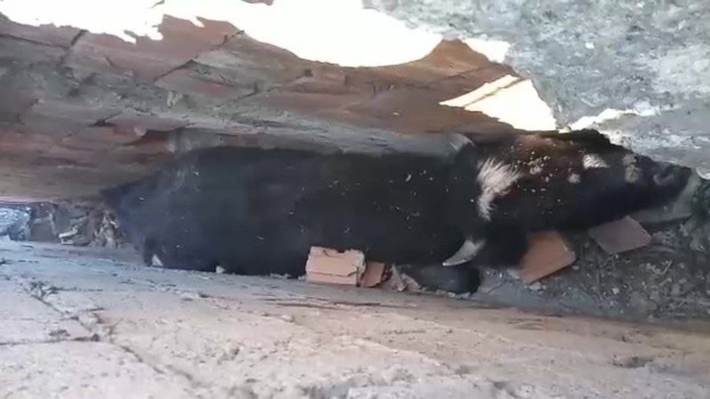 Düzce'de köpekten kaçan inek, duvara sıkıştı